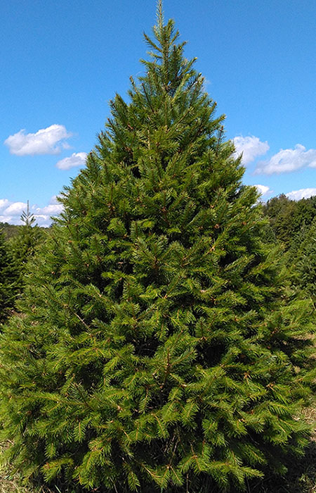 douglass fir christmas tree