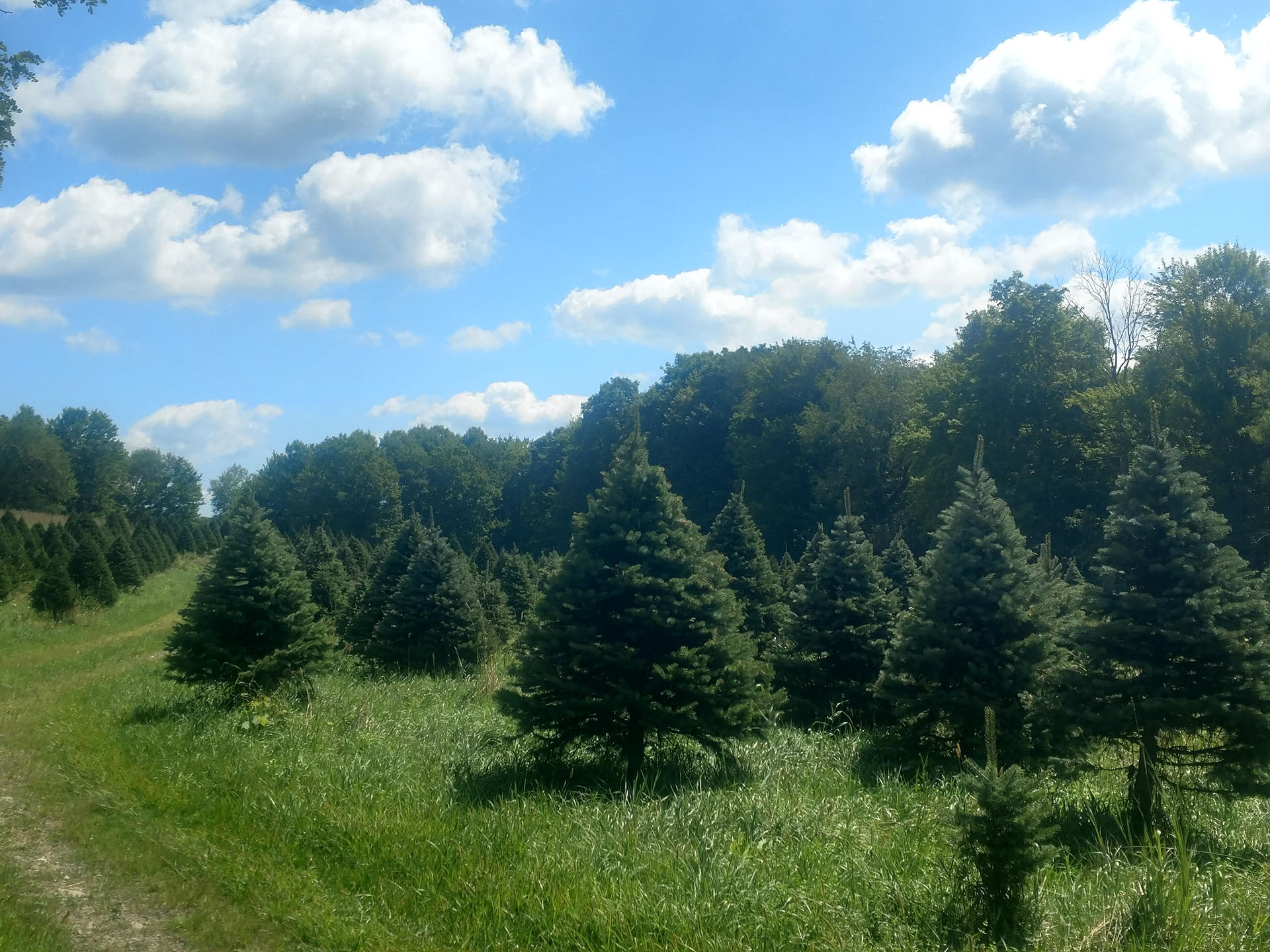 christmas tree field