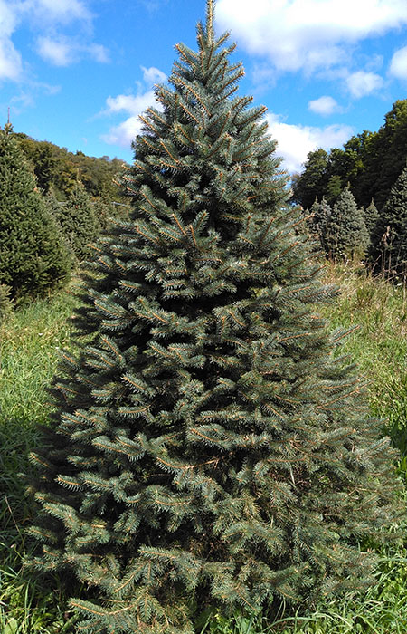 blue spruce christmas tree